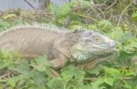 В одном из сел Киевской области поймали «динозавра»