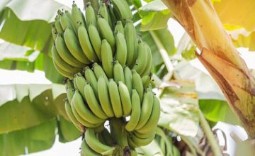 Ученые вывели ГМО-бананы, способные пережить глобальную эпидемию