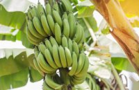Ученые вывели ГМО-бананы, способные пережить глобальную эпидемию