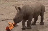 ​В зоопарке Праги родился детеныш редкого носорога (ВИДЕО)