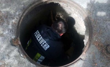 В Пятихатках щенок упал в открытый канализационный колодец 
