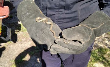На Днепропетровщине женщина обнаружила у себя во дворе змею (ФОТО)