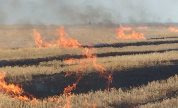 Пожар на Днепропетровщине: на поле горела стерня пшеницы площадью около 5 га