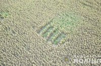 На Днепропетровщине среди полей с подсолнухами  обнаружено 20 участков с коноплей