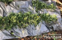 Житель Кривого Рога дома хранил 300 кустов конопли (ВИДЕО)