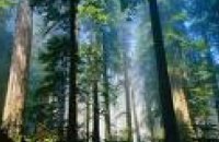 Весной в Днепропетровской области высадят 1,3 тыс га леса