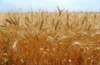 Аграрии Днепропетровщины собрали уже 800 тыс. тонн ранних зерновых