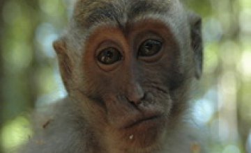Зоологи перевели речь обезьян речь на человеческий язык