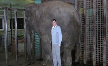 В Харькове слониха покалечила работника зоопарка