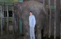 В Харькове слониха покалечила работника зоопарка