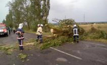 В Днепре ураганный ветер повалил деревья на крыши домов и автомобили