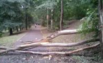 В парке им. Глобы ураган повалил огромное дерево (ФОТО)