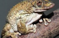В Бразилии обнаружили первую в мире ядовитую лягушку