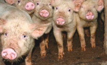 Украина запретила ввоз российской свинины