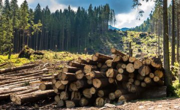 ​На Днепропетровщине 21-летний парень занимался незаконной вырубкой леса, чем нанес ущерб государству более чем на 87 тыс. грн