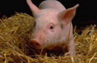В Сумской области во время пожара на свиноферме погибли 156 животных