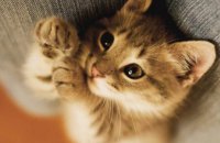 Ученые доказали, что коты благотворно влияют на здоровье людей