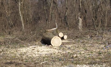 Группа мужчин в Днепропетровской области занималась незаконной вырубкой леса: у браконьеров изъяли 6 кубов дуба