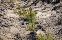 В этом году на Днепропетровщине высадили почти 250 тыс саженцев деревьев