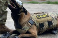 Бронежилети, захисні окуляри та взуття: кінологи Дніпропетровщини отримали для службових собак захисну амуніцію (ВІДЕО)