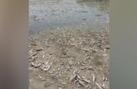 Через обміління Каховського водосховища на Дніпропетровщині загинуло 855 кг риби 