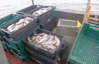 В зоне отчуждения полиция задержала судно с 200 кг рыбы