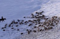 40 гектар заповедника отдали под выпас скота: прокуратура Днепропетровщины требует отмены договора аренды