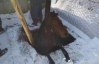 ​В Львовской области спасатели вытащили из канализационной ямы лошадь