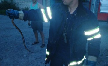  На Днепропетровщине к мужчине в автомобиль заползла змея (ФОТО)