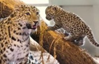 ​В зоопарке Вены родились малыши редкого леопарда (ВИДЕО)