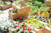 В Днепре в рамках конкурса «Городские цветы» было высажено более 2 тысяч саженцев (ВИДЕО)