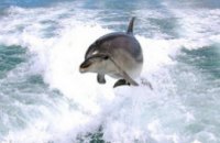 В Херсонской области спасли обессиленного дельфина, которого сильный ветер выбросил на берег моря (ФОТО)