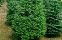 В Днепропетровском лесхозе можно купить недорогую «легальную» елку