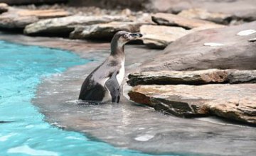 В Чили отказались от добычи железной руды ради защиты пингвинов