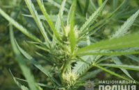 ​На Закарпатье обнаружили огромную плантацию марихуаны на сумму более 10 млн грн