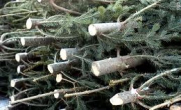 В Днепропетровских лесхозах незаконно вырубили 10 елок