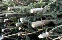 В Днепропетровских лесхозах незаконно вырубили 10 елок