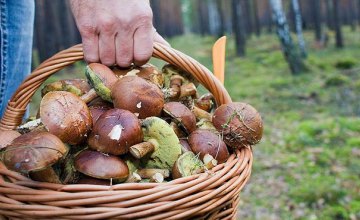 В 2018 году в Днепропетровской области 16 человек отравились грибами