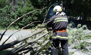 В Днепре на ж/м Тополь – 2 дерево упало на дорогу и перекрыло движение автотранспорта