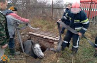 В Гупаловке лошадь оказалась в ловушке: понадобилась помощь спасателей (ФОТО)