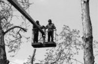 В прошлом году в Днепропетровске снесли более 2 тыс аварийных деревьев
