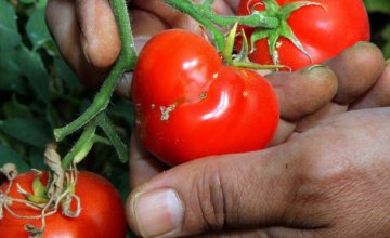 В турецких помидорах обнаружили томатную моль