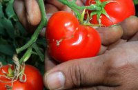 В турецких помидорах обнаружили томатную моль