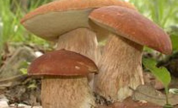 Медики Днепропетровской области отмечают позитивную статистику по отравлению грибами