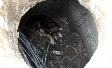 ​В Днепре спасли собаку, которая упала в люк 
