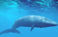 Океанологам впервые удалось заснять неуловимого кита Омуры (ВИДЕО)