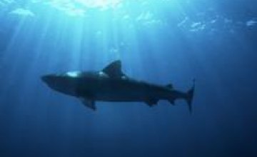 Найден новый вид светящихся акул