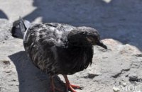 В Днепропетровске наблюдается вспышка массовой гибели голубей (ФОТО)