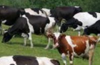 Численность поголовья крупного рогатого скота в Украине достигла 5,2 млн голов