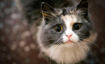 В Днепре спасли кошку, которую случайно «постирали» в стиральной машинке